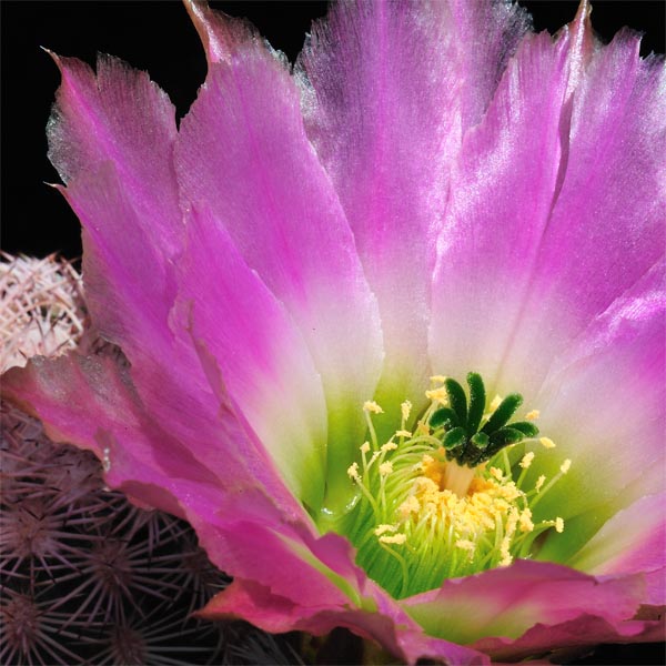 Echinocereus pectinatus, Mexico, Durango, Rodeo - Las Nieves, 25 Korn