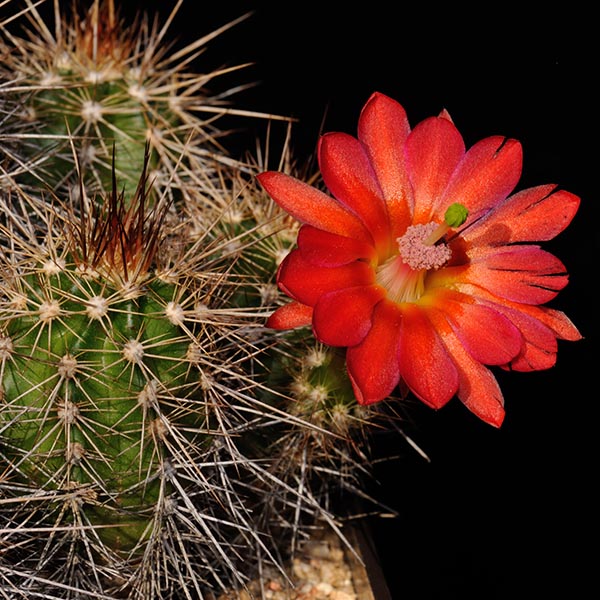 Echinocereus spec., Mexico, Sonora, Sierra de la Cienaga, LAU1544, 25 Korn