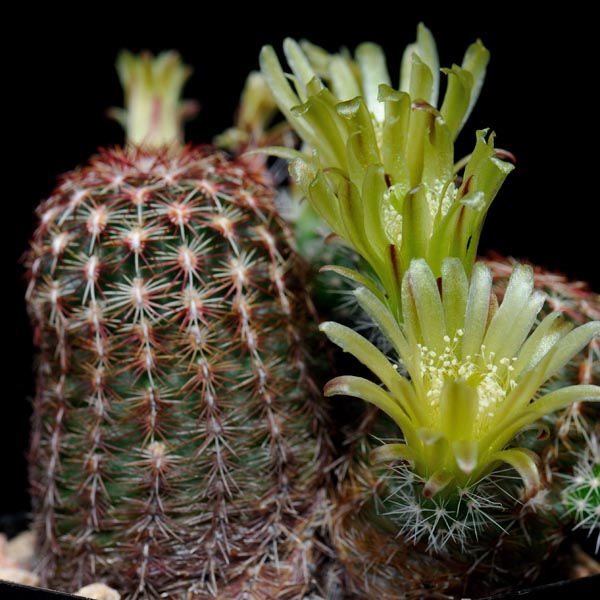 Echinocereus viridiflorus, USA, New Mexico, Taos, 50 Korn