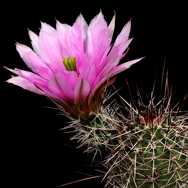 Echinocereus fendleri, USA, New Mexico, Lordsburg, 50 Korn