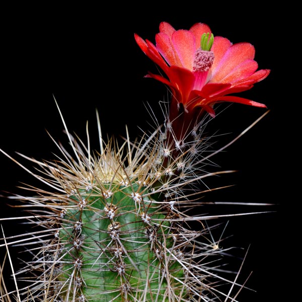 Echinocereus bakeri, USA, Arizona, Prescott, 50 Korn