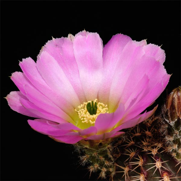 Echinocereus pamanesiorum, Mexico, Zacatecas, San Juan Capistrano, 100 Korn