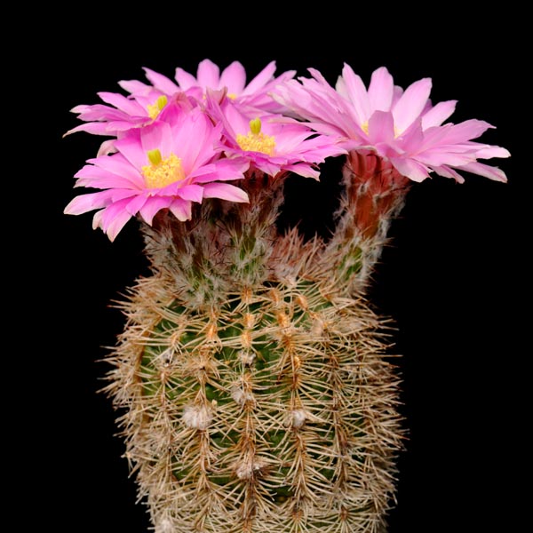 Echinocereus adustus, Mexico, Chihuahua, Cusihuiriachic, 500 Korn