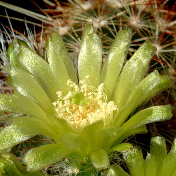 Echinocereus milleri, USA, Texas, Coke Co., 100 Korn