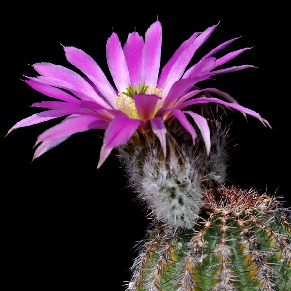 Echinocereus pamanesiorum subsp. bonatzii, Mexico, Durango, La China, 500 Korn