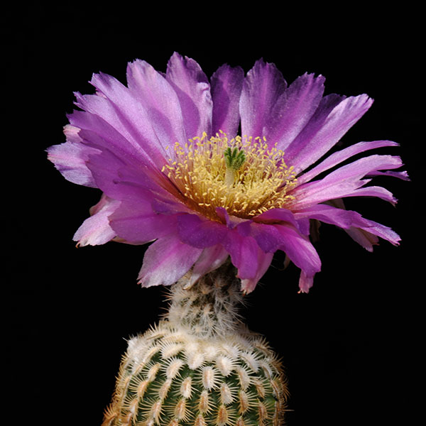 Echinocereus reichenbachii fa. miniature, USA, Texas, 100 Korn