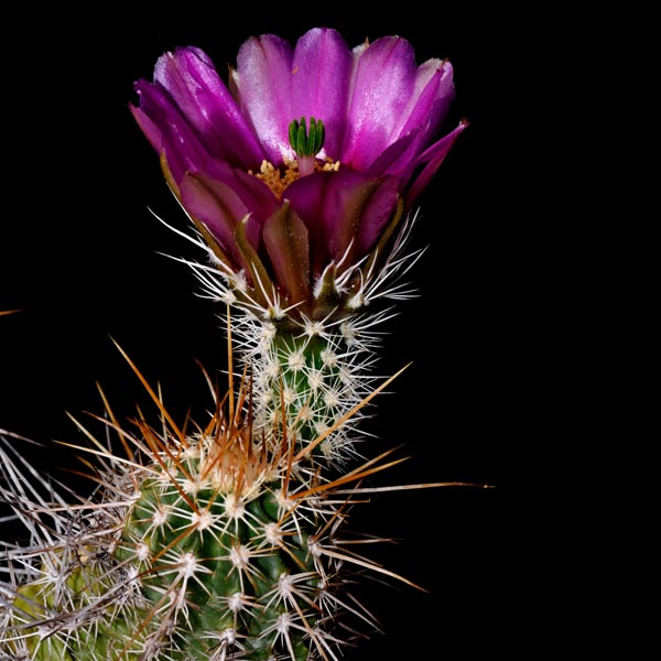 Echinocereus engelmannii, USA, Arizona, Flagstaff - Page, 25 Korn