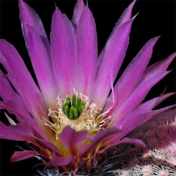 Echinocereus pectinatus, Mexico, Guanajuato, Tierra Blanca, 25 Korn