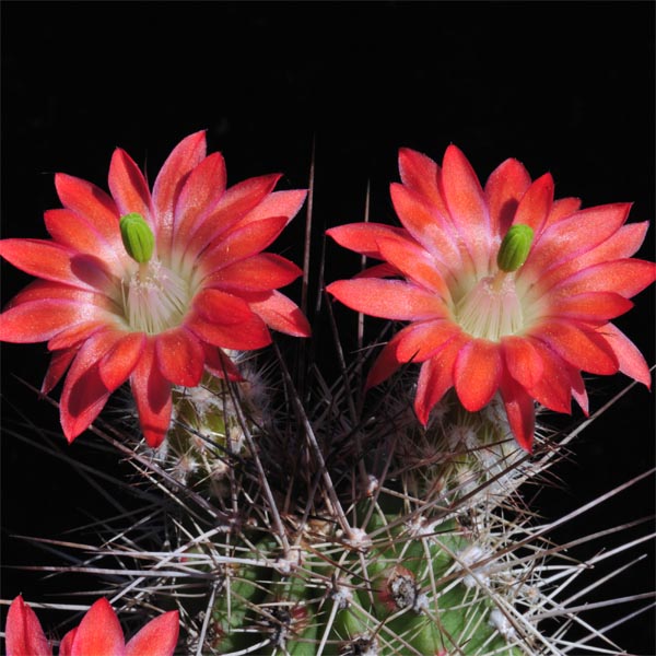 Echinocereus polyacanthus, Mexico, Chihuahua, La Junta, 100 Korn