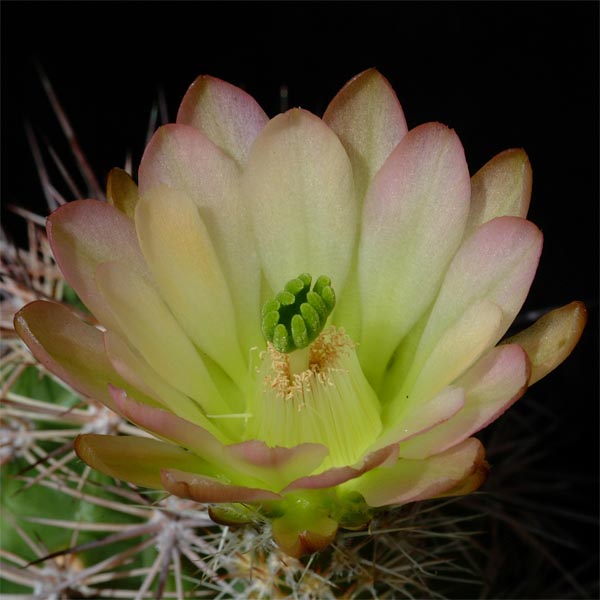 Echinocereus xroetteri, USA, New Mexico, Orogrande, 25 Korn