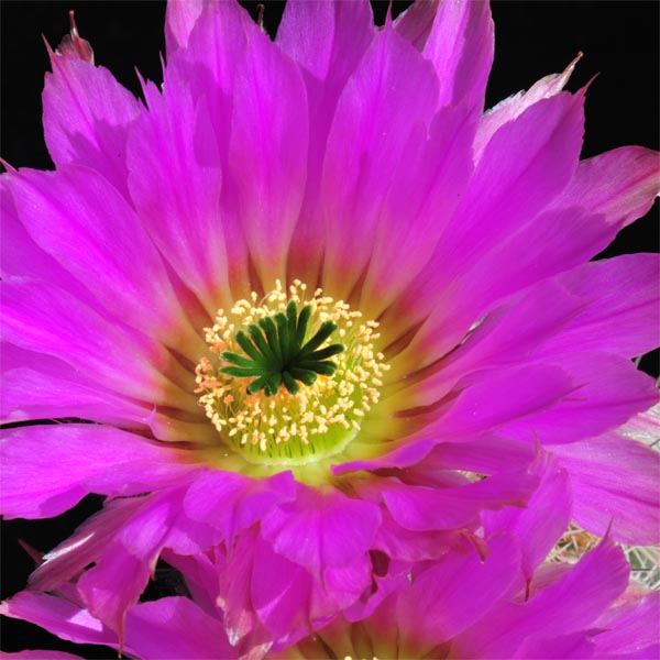 Echinocereus armatus, Mexico, Nuevo Leon, Huasteca Canyon, 500 Korn