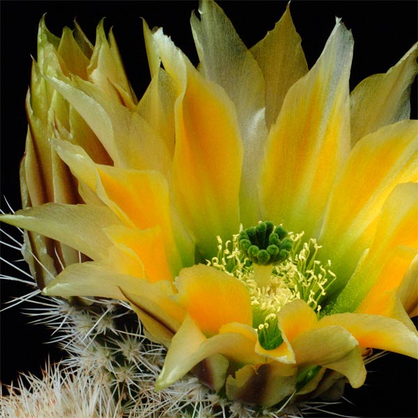 Echinocereus dasyacanthus, USA, Texas, helle Bedornung, 50 Korn