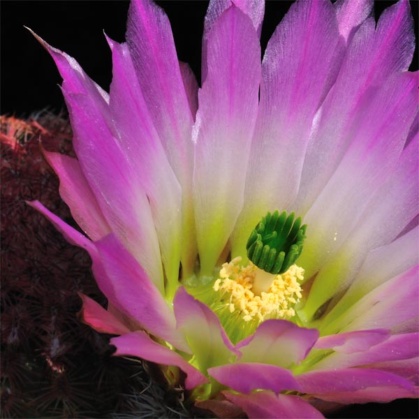 Echinocereus pectinatus, Mexico, San Luis Potosi, Arbolitos, 25 Korn