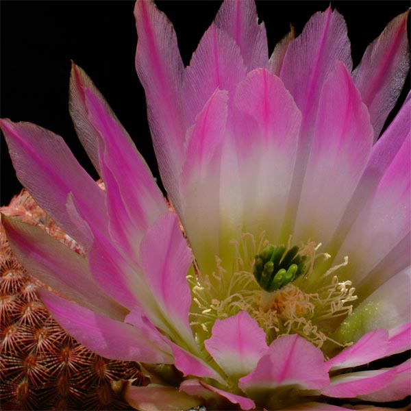 Echinocereus pectinatus, Mexico, San Luis Potosi, Derramaderos, 50 Korn