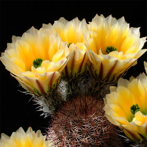 Echinocereus dasyacanthus subsp. rectispinus, Mexico, Chihuahua, Alamos de Pena, 500 Korn