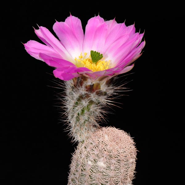 Echinocereus primolanatus, Mexico, Coahuila, Hundido, 50 Korn