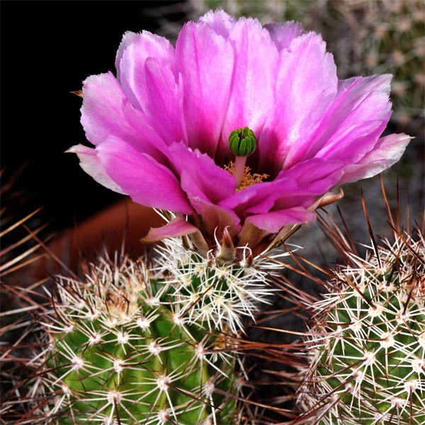 Echinocereus fendleri subsp. rectispinus, USA, Arizona, Sonoita, 50 Korn