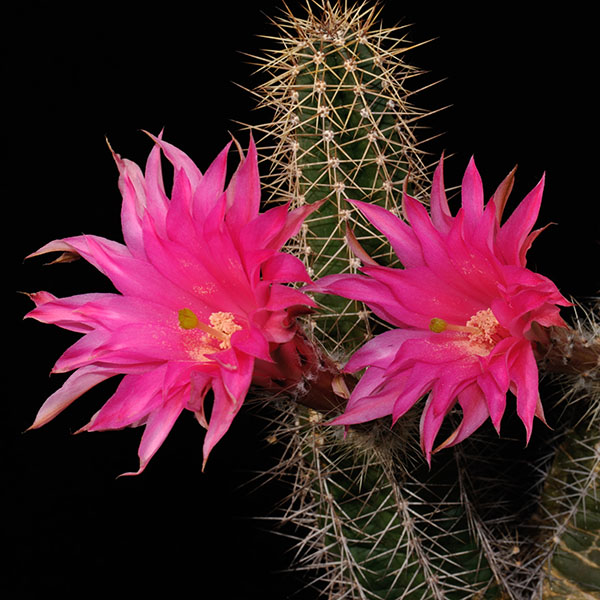 Echinocereus scheeri, Mexico, Chihuahua, Estacion Divisadero, 25 Korn