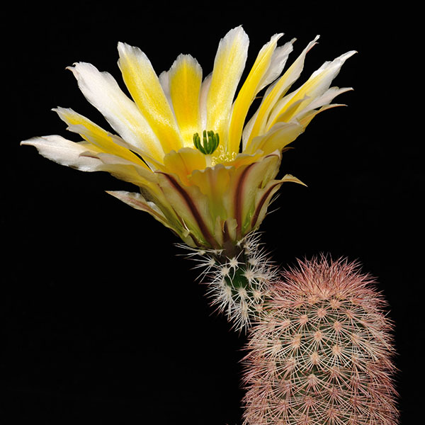 Echinocereus dasyacanthus subsp. multispinosus, Mexico, Chihuahua, Coyame, 25 Korn