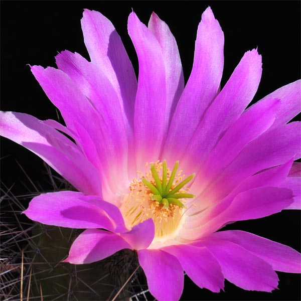 Echinocereus pentalophus subsp. leonensis, Mexico, Coahuila, Las Vigas, 25 Korn