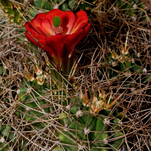 Echinocereus mojavensis, USA, California, Big Bear Lake, 1600 m, 25 Korn