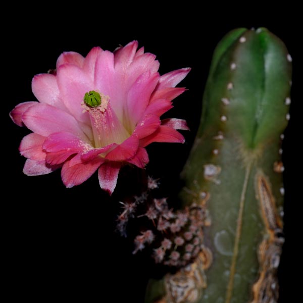 Echinocereus scheeri subsp. gentryi, Mexico, Chihuahua, 50 Korn