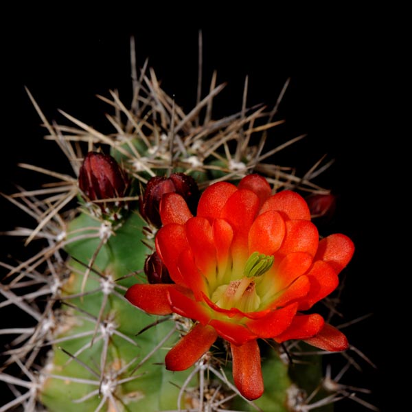 Echinocereus coccineus subsp. transpecosensis, USA, New Mexico, Sitting Bull, 50 Korn