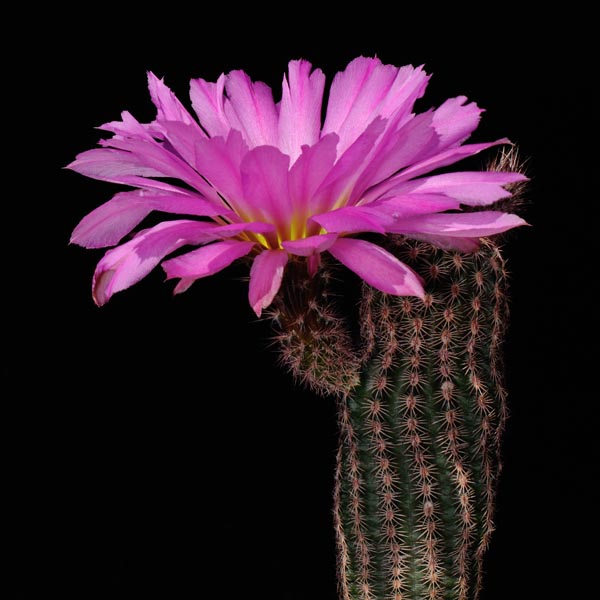 Echinocereus scopulorum subsp. pseudopectinatus, Mexico, Sonora, Nacozari, 100 Korn