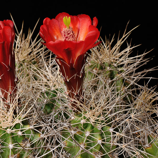 Echinocereus mojavensis, USA, Arizona, Toroweap Point, 25 Korn