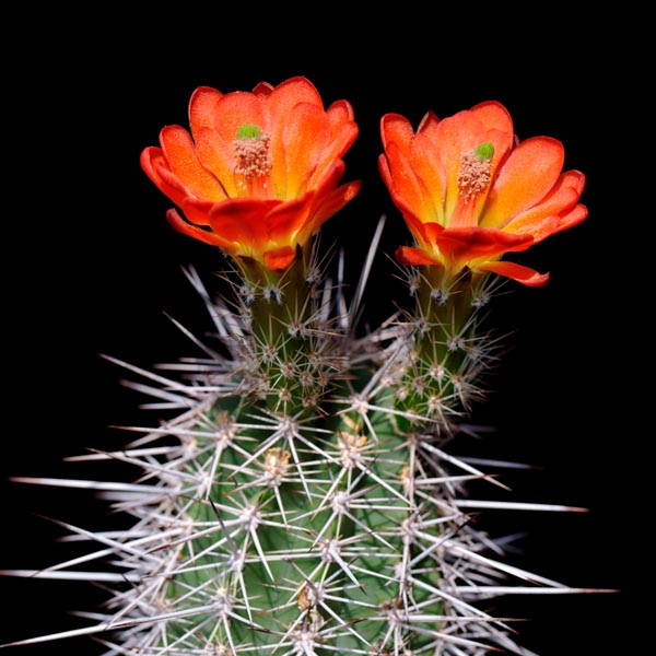 Echinocereus santaritensis, USA, Arizona, Mt. Lemmon, 25 Korn