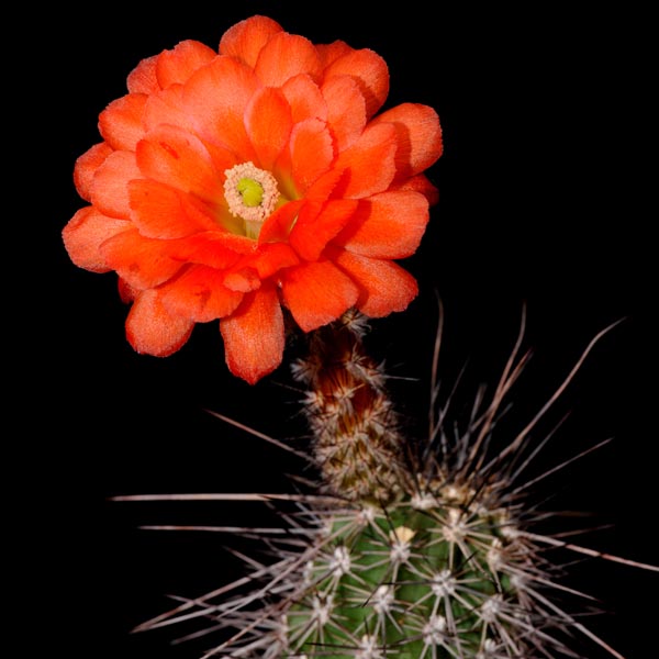 Echinocereus acifer, Mexico, Zacatecas, Hornillos, 500 Korn