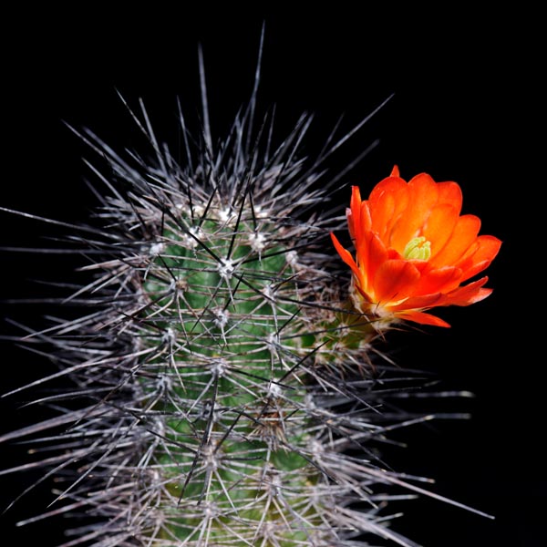 Echinocereus coccineus subsp. rosei, Mexico, Chihuahua, Alamos de Pena, 50 Korn