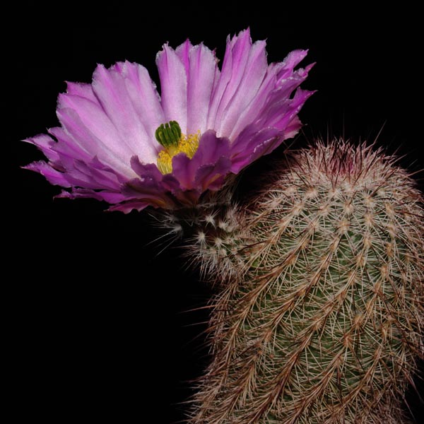 Echinocereus bristolii, Mexico, Sonora, Bacanora, helle Bedornung, 25 Korn