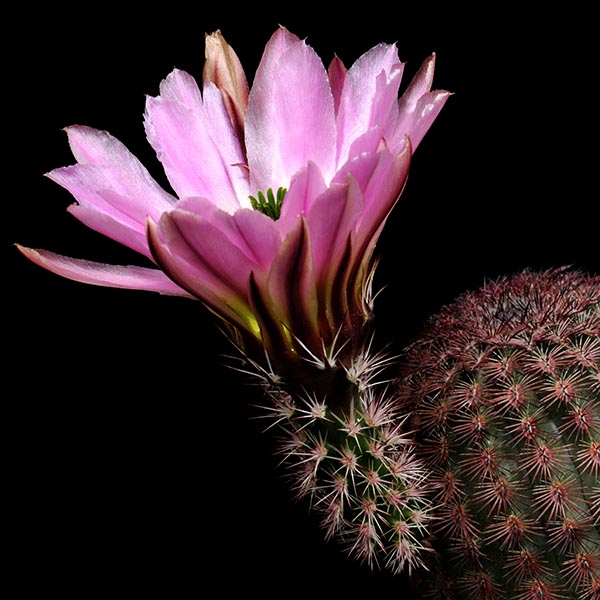 Echinocereus pectinatus, Mexico, Chihuahua, Hidalgo del Parral - Jiminez, 100 Korn