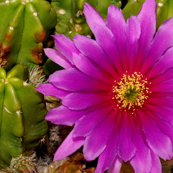 Echinocereus viereckii subsp. morricalii, Mexico, Nuevo Leon, ohne Bedornung, 25 Korn