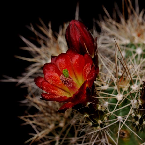 Echinocereus mojavensis, USA, Arizona, Flagstaff - Jacob Lake, 25 Korn