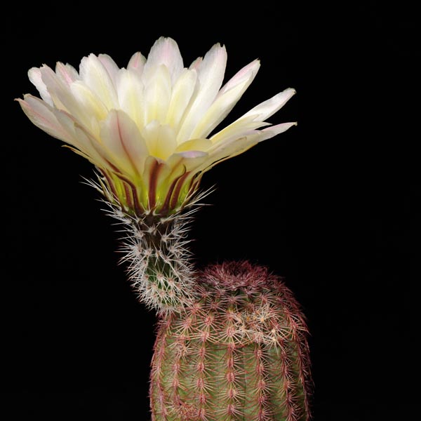 Echinocereus pectinatus subsp. rutowiorum, Mexico, Chihuahua, Chihuahua - Cuauthemoc, 100 Korn