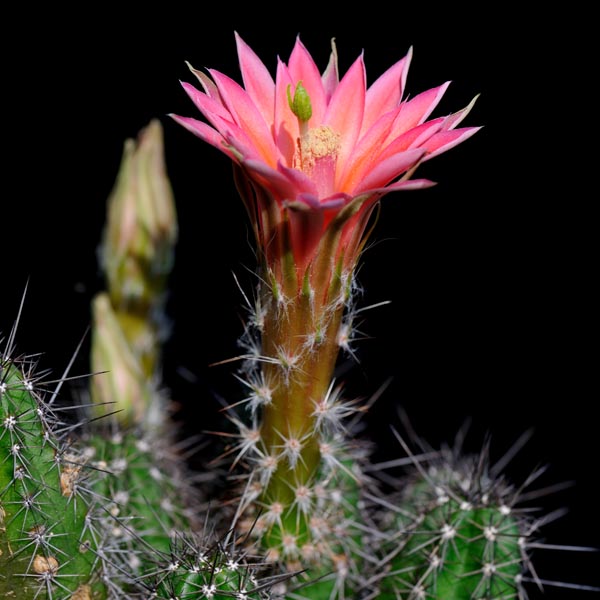 Echinocereus scheeri, Mexico, Sonora, Maycoba - Yepachic, 100 Korn