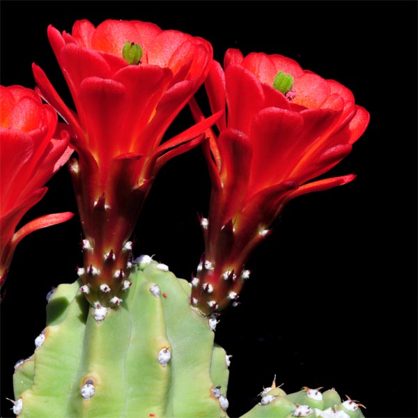 Echinocereus mojavensis fa. inermis, USA, Utah, Moab, 500 Korn