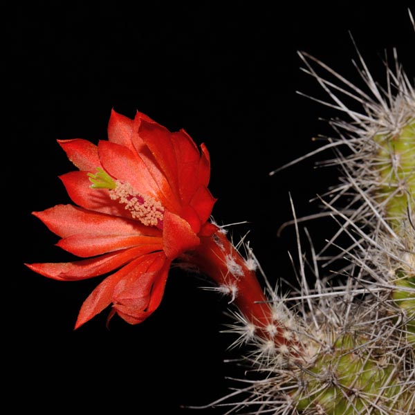 Echinocereus klapperi, Mexico, Sonora, El Novillo, 50 Korn