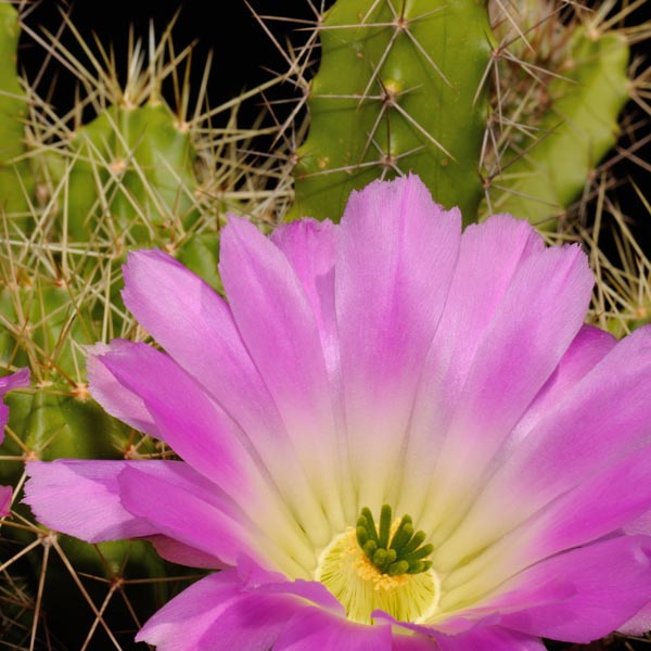 Echinocereus pentalophus, Mexico, San Luis Potosi, Arbolitos, 50 Korn