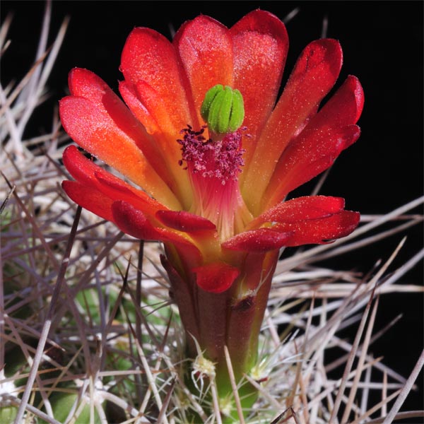 Echinocereus mojavensis, USA, Arizona, Canyon de Chelly, 25 Korn
