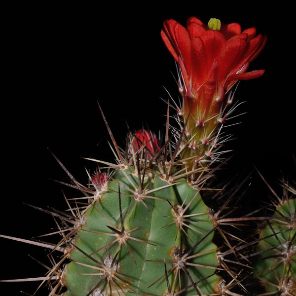 Echinocereus arizonicus subsp. matudae, Mexico, Chihuahua, Buenaventura, 25 Korn