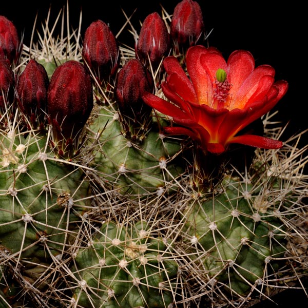 Echinocereus mojavensis, USA, Utah, Moab, 50 Korn
