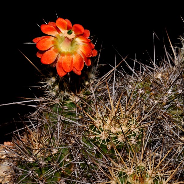 Echinocereus polyacanthus, Mexico, Durango, Durango - Mazatlan, Km 55, 25 Korn