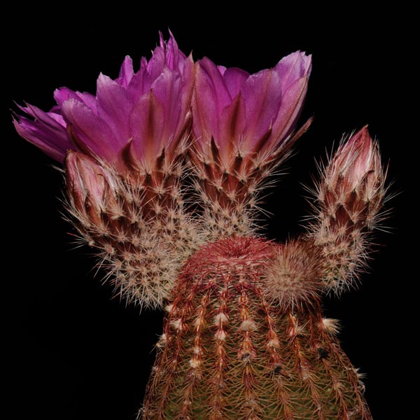 Echinocereus rigidissimus, Mexico, Sonora, Hermosillo - San Nicolas, 100 Korn
