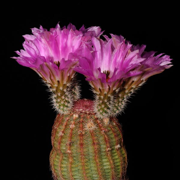 Echinocereus rigidissimus, Mexico, Sonora, El Encinal, 500 Korn
