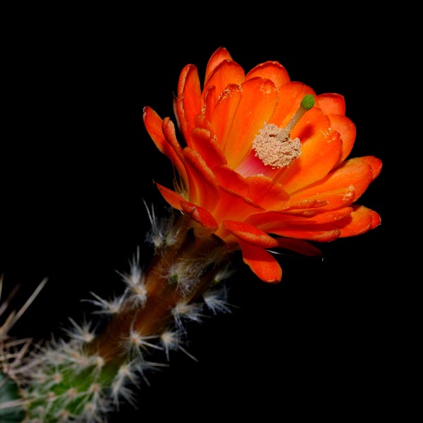 Echinocereus rischeri, Mexico, Chihuahua, Nabogame, 100 Korn