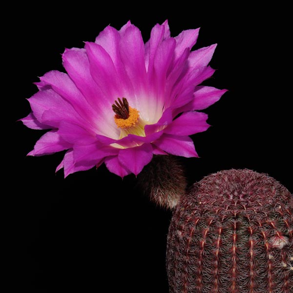 Echinocereus rigidissimus subsp. rubispinus, LAU0088, 100 Korn