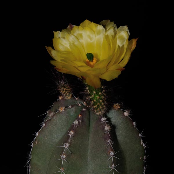 Echinocereus subinermis, Mexico, 25 Korn